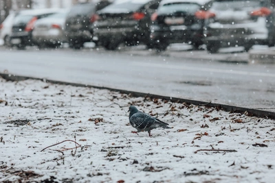 Погода во вторник в Мурманской области: возможен снег
