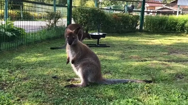 Крошик появился на свет зимой | Источник: Ярославский зоопарк / Yaroslavl zoo © / Vk.com