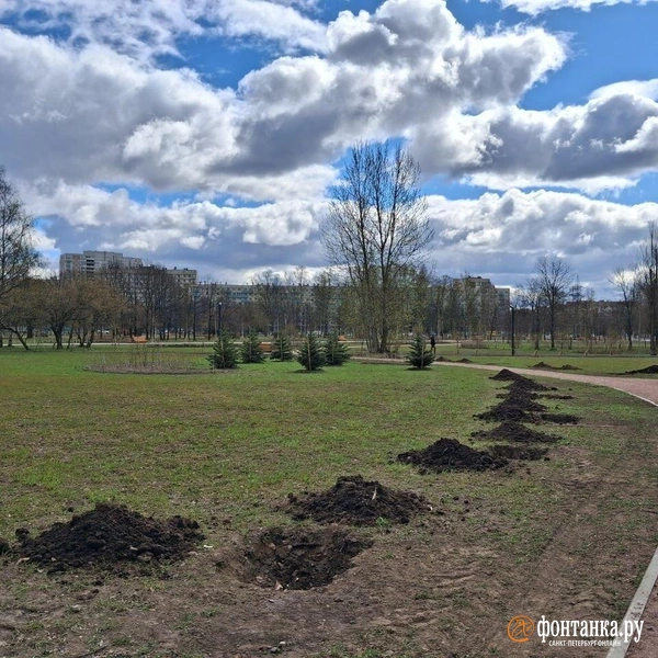 Еще много мест только заготовлены под посадку | Источник: Анна Мотовилова / «Фонтанка.ру»