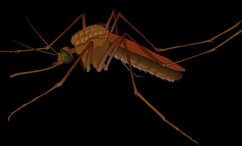 «Спортсмены в опасности»: ученые рассказали, как комары выбирают жертв для укуса