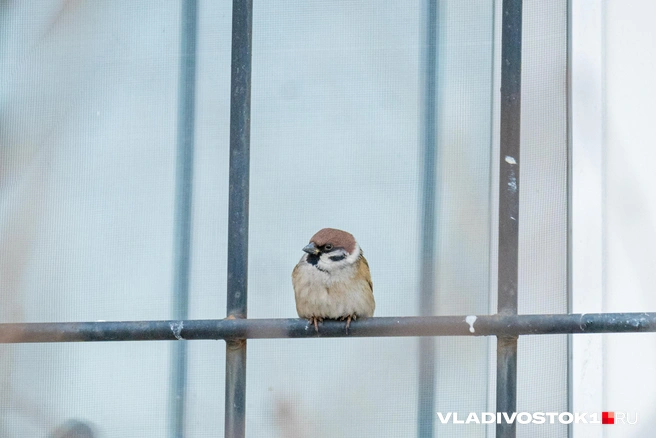 Морозная погода и гололедица сохраняются | Источник: Елена Буйвол / VLADIVOSTOK1.RU