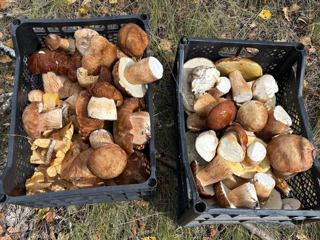 Собрать столько белых грибов удаётся, конечно, не всем | Источник: Грибы Челябинской области / Vk.com