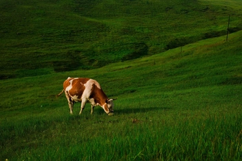 К чему снится корова: толкование сна по сонникам и мнение психолога