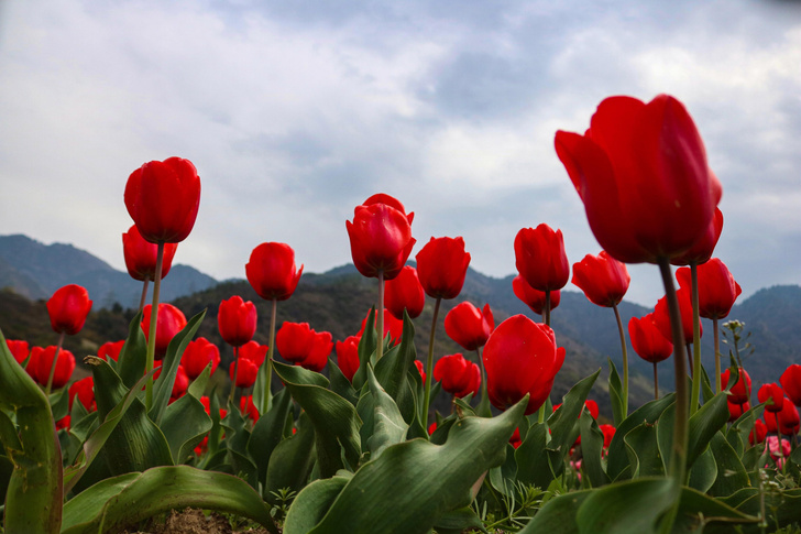 В саду имени Индиры Ганди цветут красные тюльпаны