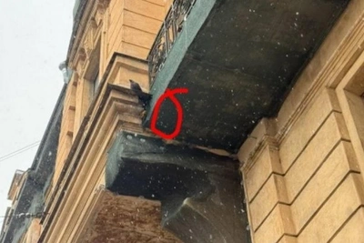 Птенцы голубей замурованы при ремонте фасада
