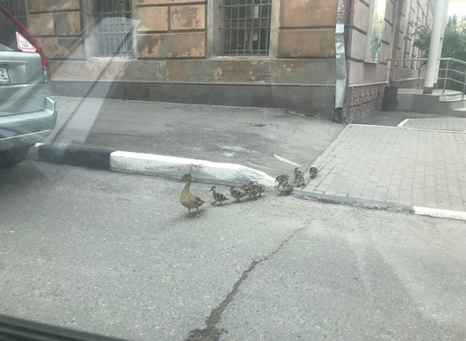 Утиная семья взорвала рязанские соцсети (видео) | ya62.ru