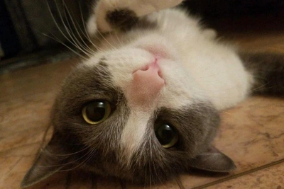 Milan the traveling cat goes missing in Vladivostok