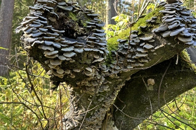 Красноярский охотовед поделился рецептами для выживания в тайге