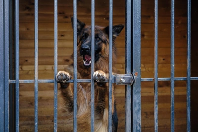 Уфимцу дали два года за драку с полицией из-за собаки