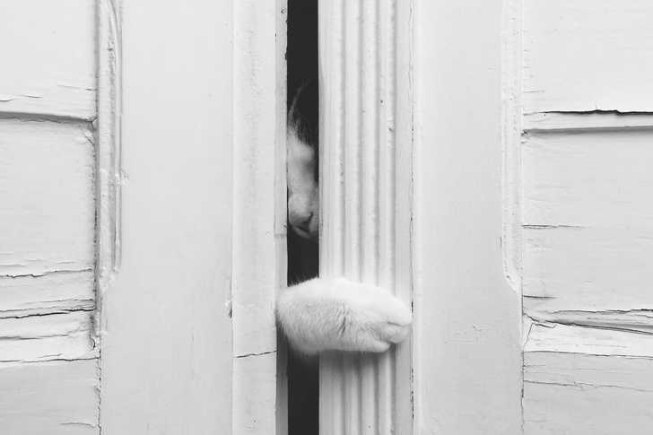 Фото №2 - Почему твой кот ненавидит закрытые двери?