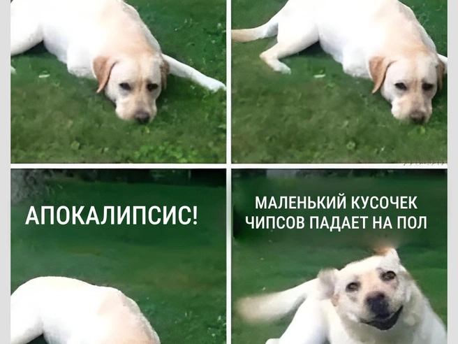 У собаки в этот момент включается режим пылесоса | Источник: Городские медиа