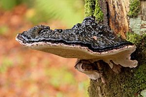 Лесной квест: как не заплутать в царстве грибов