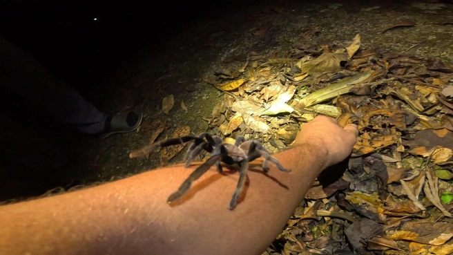 Один из пауков залез на руку Александра и начал вставать в боевую стойку | Источник: Александр Фомичев