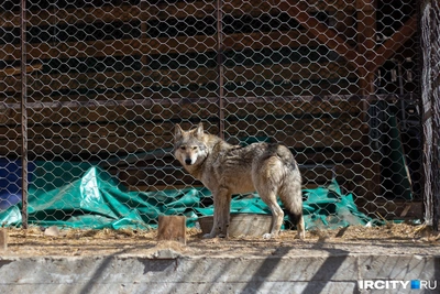 Данные о волках в Ярославской области