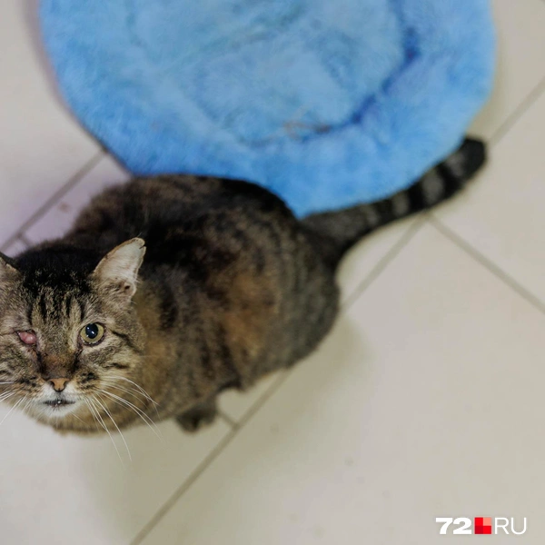 Источник: Ирина Шарова / 72.RU