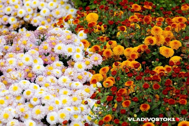 Источник: Елена Буйвол / VLADIVOSTOK1.RU