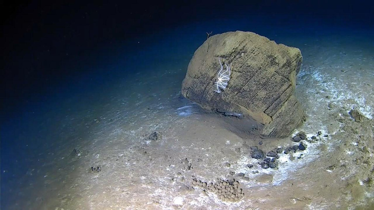 5500 метров под водой: посмотрите на дно Индийского океана глазами глубоководного аппарата