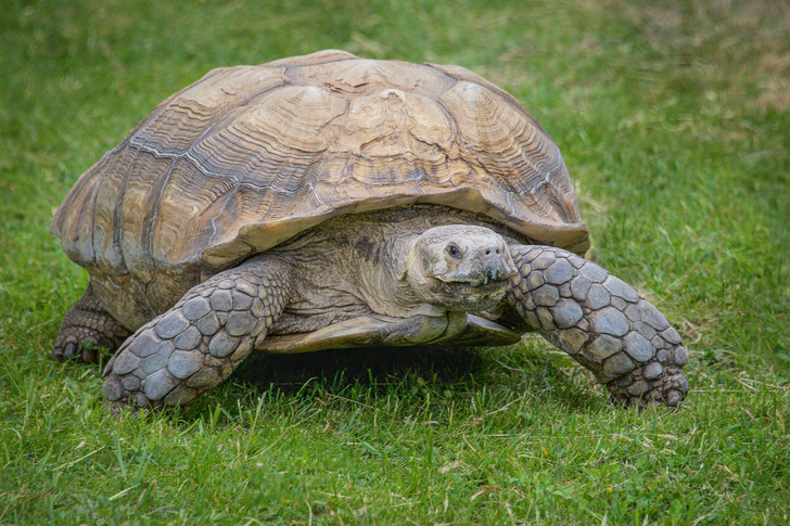 Как определить возраст черепахи?