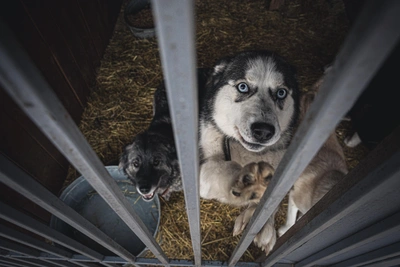 Животным приюта «К-9» в Иркутске нужна еда и тепло