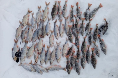 Уральцы хвастаются зимним уловом: что поймали