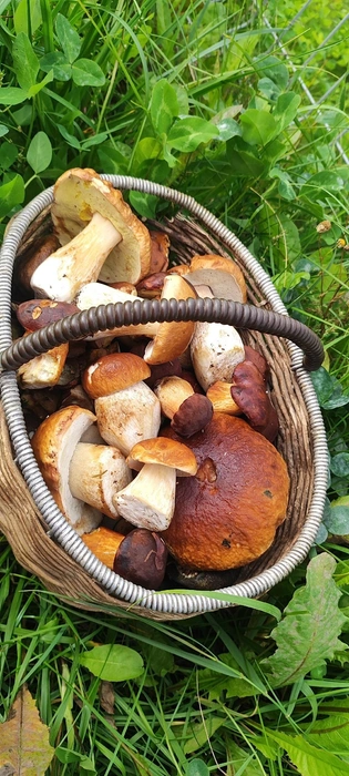 Источник: «Грибы и Грибники Подмосковья» / vk.com