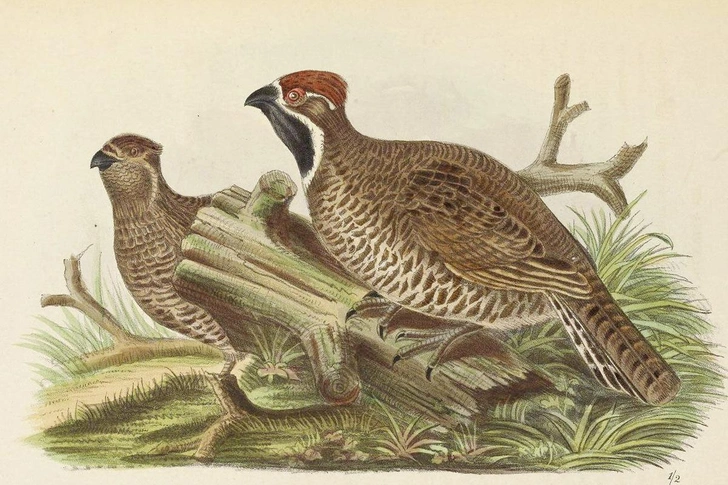 Источник: Public Domain / Edgar W. Allen / Biodiversity Heritage Library