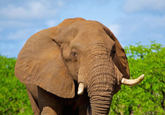 15 удивительных фактов про слонов