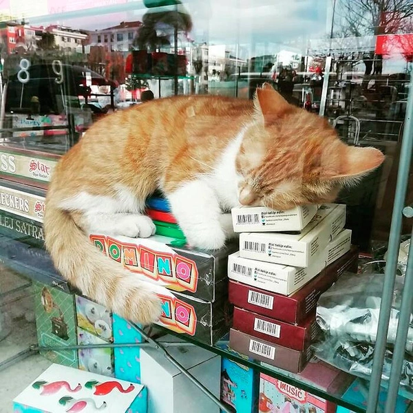 Источник: istanbulcatsofficial