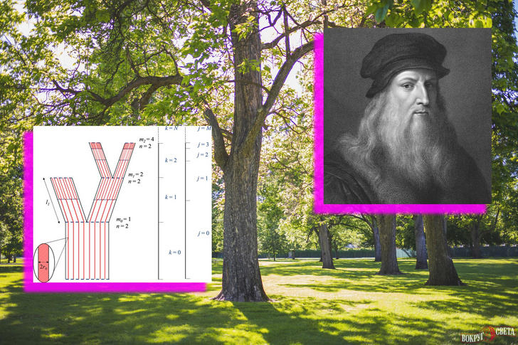 Леонардо, ты не прав: как 500 лет спустя опровергли «правило деревьев» да Винчи