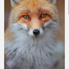 userpic__Лиса