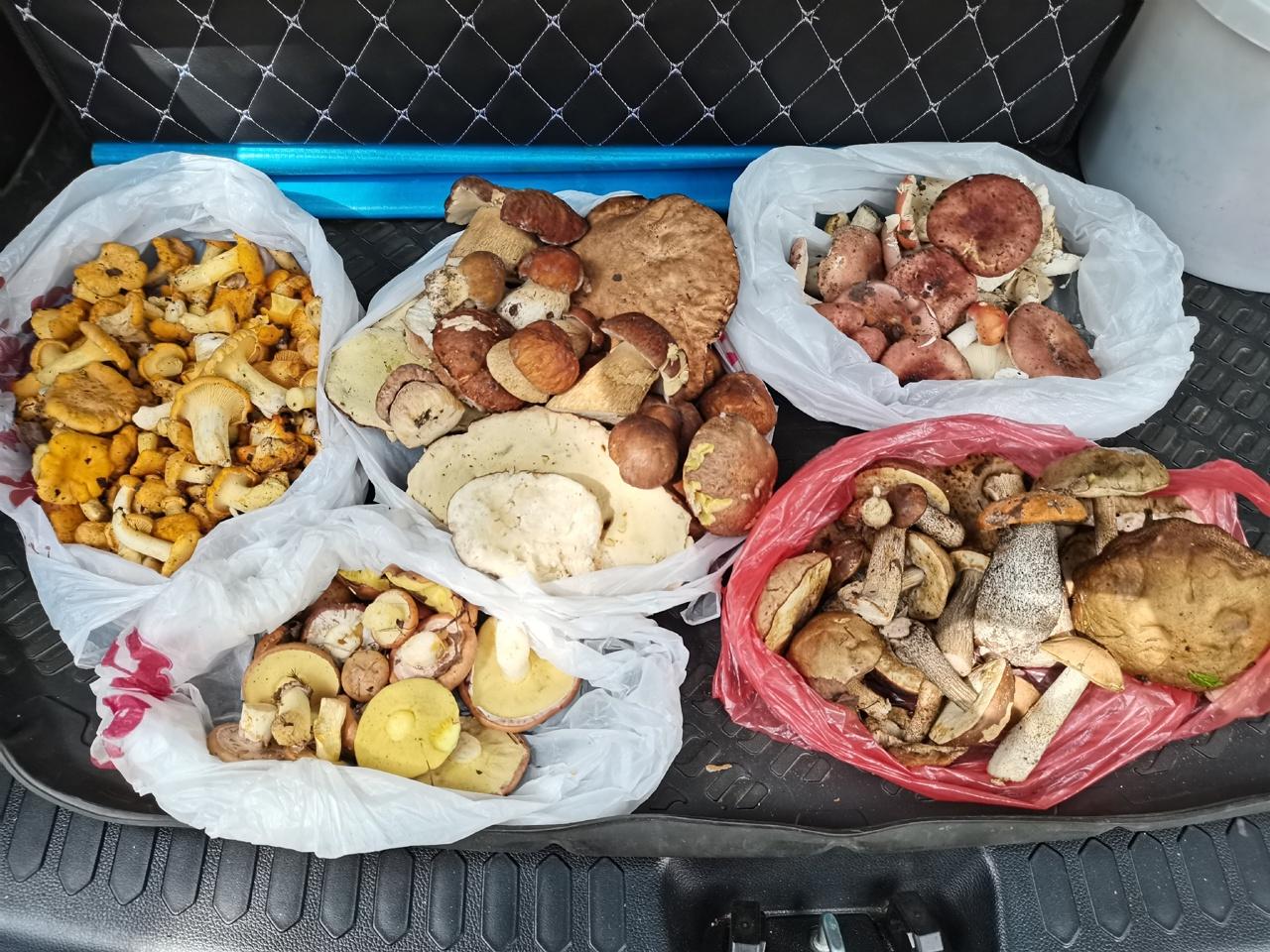 Уже белые пошли! Нижегородцы раскрывают самые грибные места