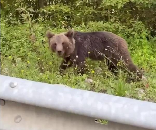 Невозмутимый медведь прогулялся по обочине в Сочи