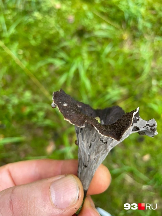 Так выглядит черная лисичка вблизи | Источник: Андрей Калинин / 93.RU