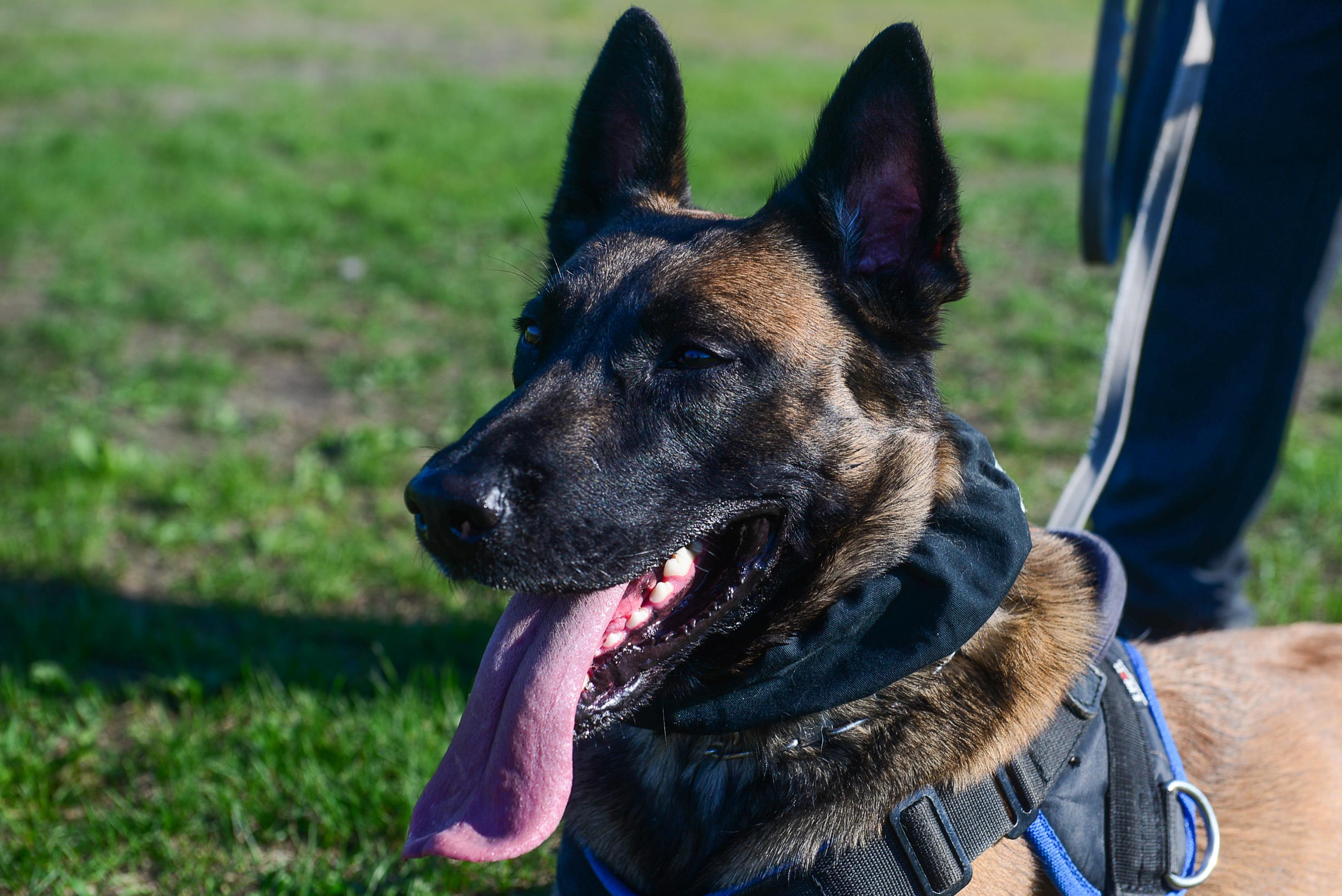 Четырехлапые гении: зоопсихолог назвала самые умные породы собак