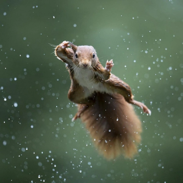 Источник: Alex Pansier / Comedy Wildlife Photography Awards 2022