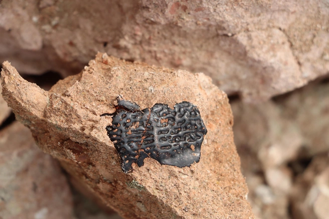 Так выглядел щиток хрониозуха | Источник: Юлия Сучкова (ей также принадлежит сама находка)