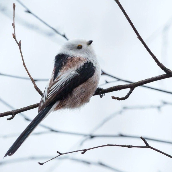 Источник: Станислав Крутоверцев / «Каждой твари по паре» 