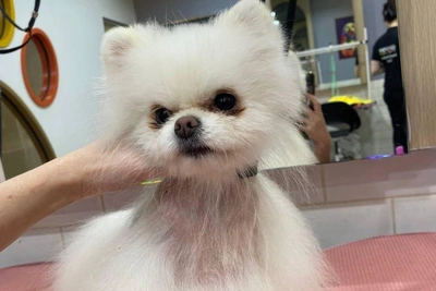 Уральские ученые создали препарат от алопеции у собак