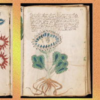 «Страх перед женским телом»: о чем на самом деле манускрипт Войнича — самый загадочный средневековый текст?
