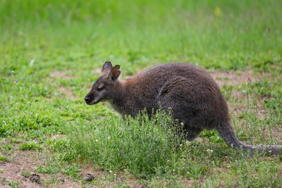 Кенгуренок Беннетт переехал из Барнаула на Алтай