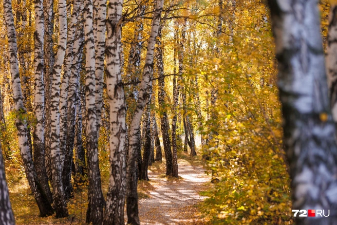 Источник: Ирина Шарова / 72.RU