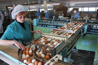 Белые или коричневые? Роспотребнадзор Югры о яйцах перед Пасхой