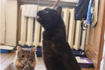 Ангарчанка взяла из приюта кота без передних лапок, и теперь он счастлив | Источник: Елена Гасанова