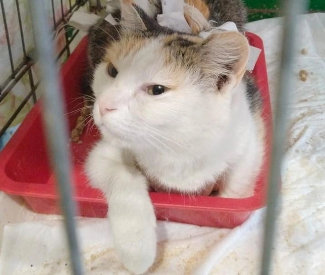 Кошке нужен теплый дом и добрый хозяин | Источник: «Наследие Бастет» / «ВКонтакте»