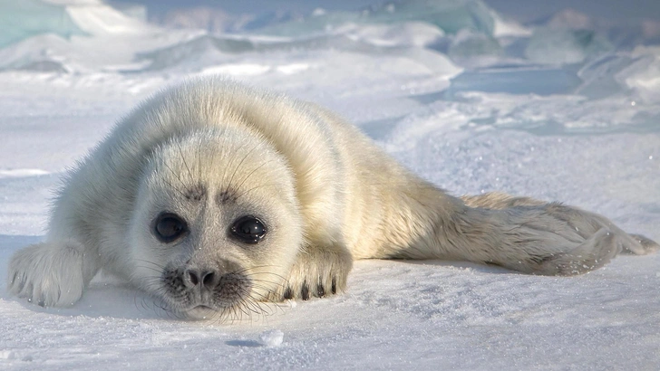 Возрождаем «кровавый» промысел: зачем в Мурманской области снова хотят бить белька