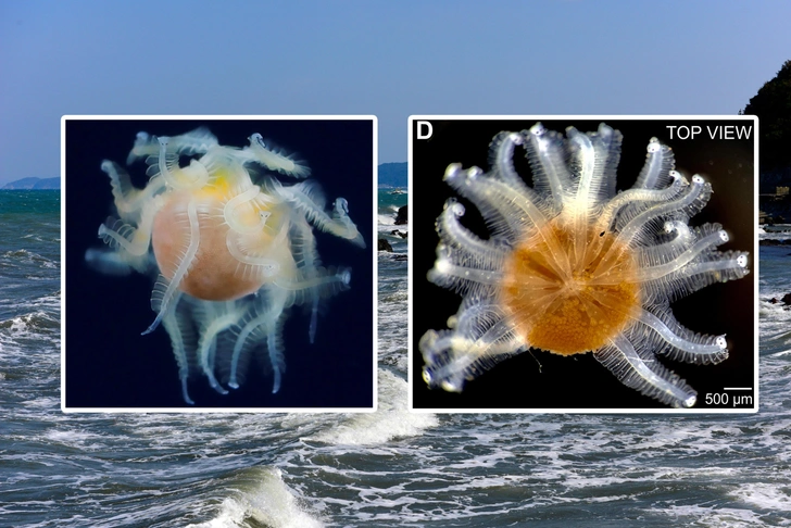 Самое загадочное существо из моря оказалось коварным паразитом: вот как он устроен