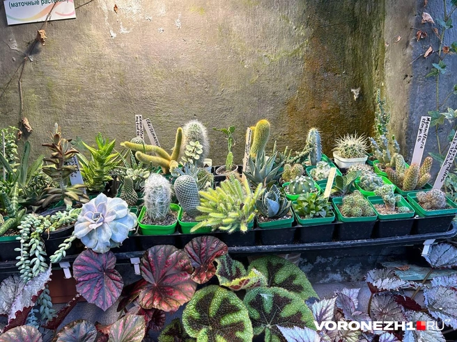 В оранжерее есть еще очень много кактусов | Источник: Мария Мишукова / Voronezh1.ru