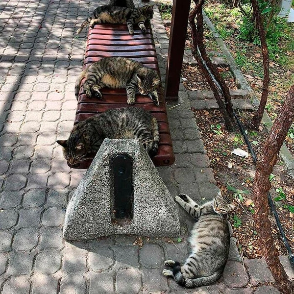 Источник: istanbulcatsofficial