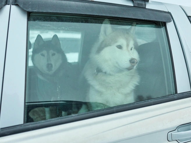 Мероприятие проводится ежегодно. | Источник: Александр Ощепков / NGS.RU 