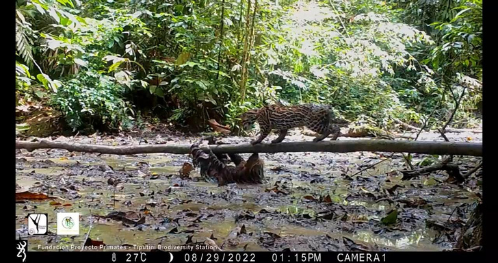 Редчайшее видео: битва оцелота и ленивца в джунглях Эквадора. Угадаете, кто победил?
